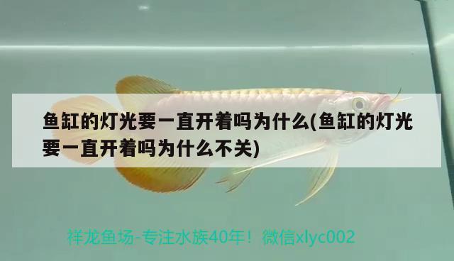 魚(yú)缸的燈光要一直開(kāi)著嗎為什么(魚(yú)缸的燈光要一直開(kāi)著嗎為什么不關(guān))