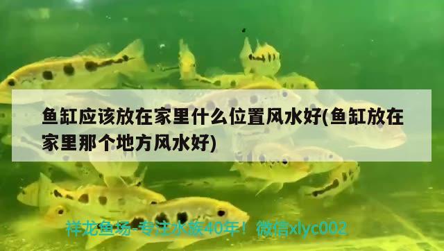 魚缸應(yīng)該放在家里什么位置風(fēng)水好(魚缸放在家里那個地方風(fēng)水好) 魚缸風(fēng)水