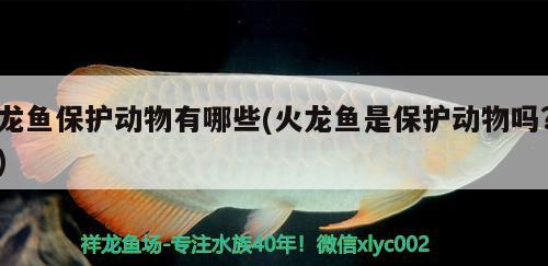 敞開式魚缸用每天加水嗎（上過濾魚缸怎么加水） 祥龍進(jìn)口元寶鳳凰魚 第2張