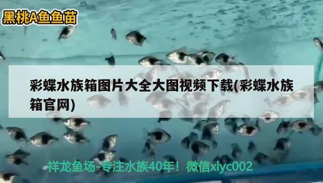 彩蝶水族箱圖片大全大圖視頻下載(彩蝶水族箱官網(wǎng)) 魚缸/水族箱