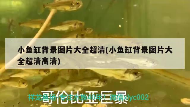 小魚(yú)缸背景圖片大全超清(小魚(yú)缸背景圖片大全超清高清) 三間鼠魚(yú)