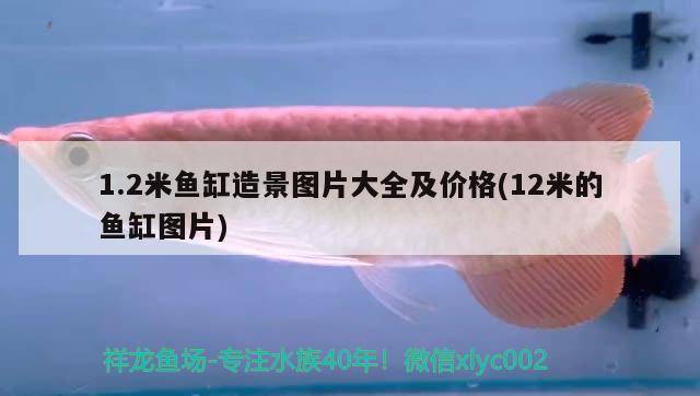 1.2米魚(yú)缸造景圖片大全及價(jià)格(12米的魚(yú)缸圖片)