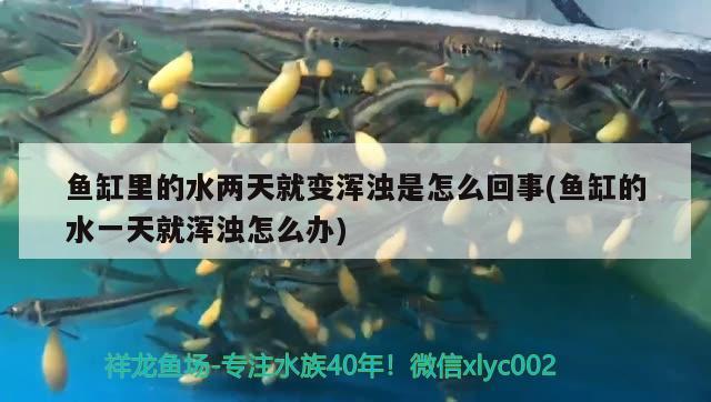 鯉城區(qū)招財水族用品店