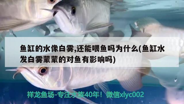 魚缸的水像白霧,還能喂魚嗎為什么(魚缸水發(fā)白霧蒙蒙的對魚有影響嗎) 黑金魟魚