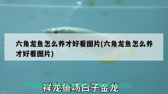 六角龍魚怎么養(yǎng)才好看圖片(六角龍魚怎么養(yǎng)才好看圖片) BD魟魚