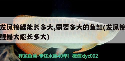 和龍魚搭配的魚是什么魚(龍魚怎么搭配) 養(yǎng)魚知識(shí) 第1張