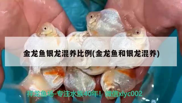 金龍魚銀龍混養(yǎng)比例(金龍魚和銀龍混養(yǎng)) 鴨嘴鯊魚