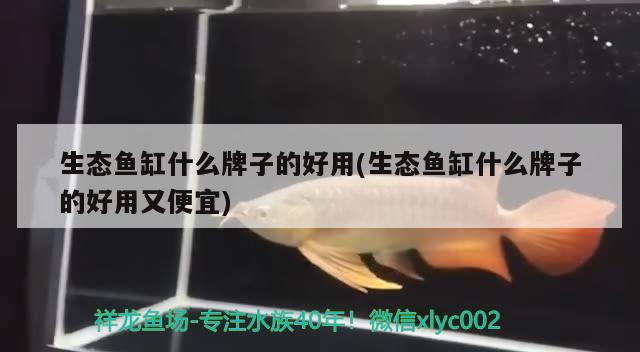 吳忠水族館魚在水里翻跟頭 噴點菠蘿魚 第3張