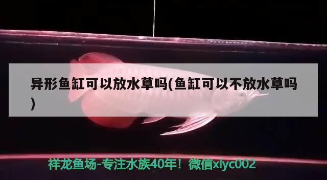 異形魚(yú)缸可以放水草嗎(魚(yú)缸可以不放水草嗎) 水草