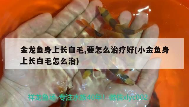 金龍魚身上長(zhǎng)白毛,要怎么治療好(小金魚身上長(zhǎng)白毛怎么治)