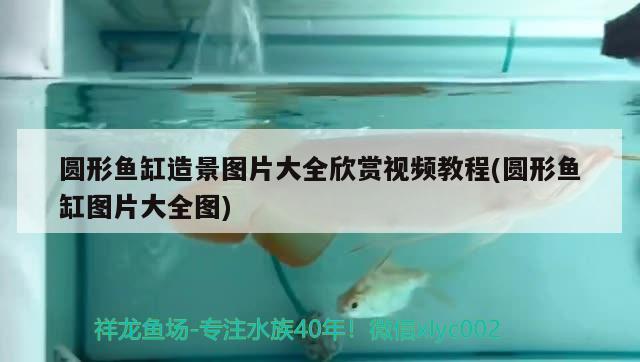 圓形魚缸造景圖片大全欣賞視頻教程(圓形魚缸圖片大全圖) 魚缸水泵