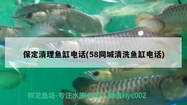 保定清理魚缸電話(58同城清洗魚缸電話) 泰龐海蓮魚