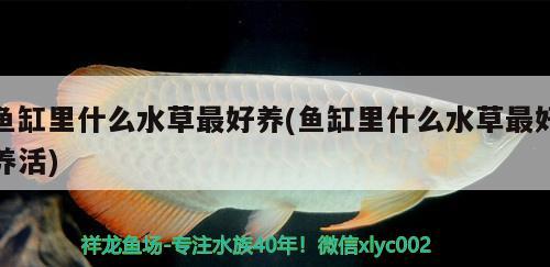 韶關(guān)水族館打卡很活躍哦 廣州觀賞魚魚苗批發(fā)市場 第3張