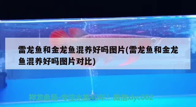 魚缸的打氧機不吹泡泡(魚缸的打氧機不吐泡為什么不)