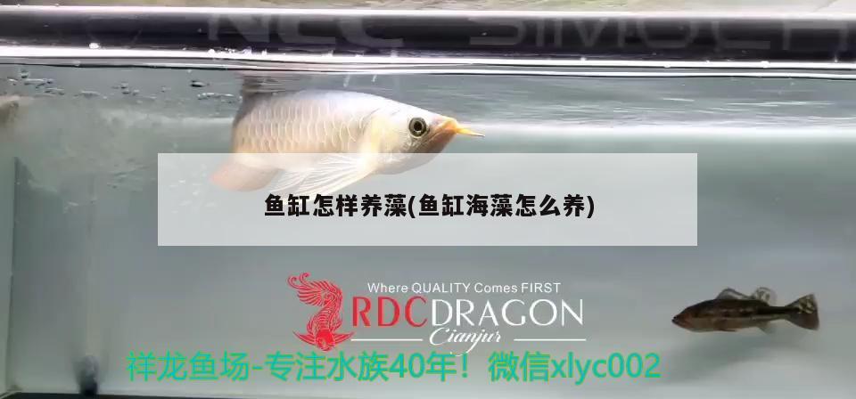 魚缸怎樣養(yǎng)藻(魚缸海藻怎么養(yǎng)) 黃金招財(cái)貓魚