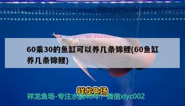 60乘30的魚缸可以養(yǎng)幾條錦鯉(60魚缸養(yǎng)幾條錦鯉) 水草