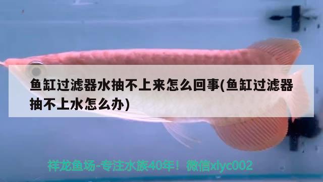 魚缸過濾器水抽不上來怎么回事(魚缸過濾器抽不上水怎么辦) 細線銀版魚