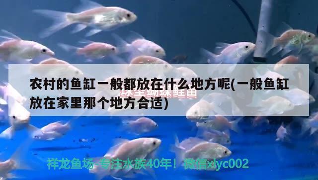 葫蘆島水族批發(fā)市場在哪里啊電話（葫蘆島水族批發(fā)市場在哪里啊電話多少）