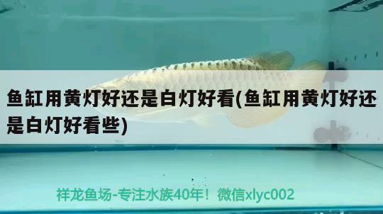 魚(yú)缸用黃燈好還是白燈好看(魚(yú)缸用黃燈好還是白燈好看些) 白子黑帝王魟魚(yú)