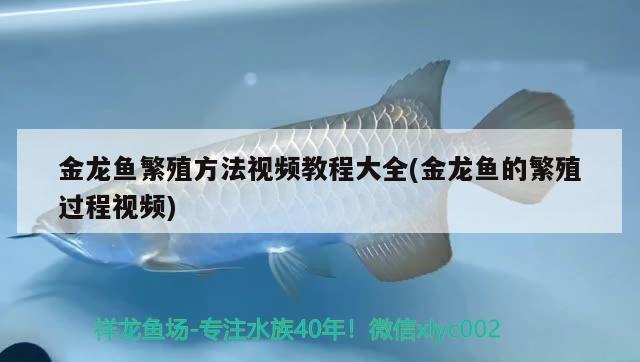 金龍魚繁殖方法視頻教程大全(金龍魚的繁殖過(guò)程視頻) 金龍魚糧