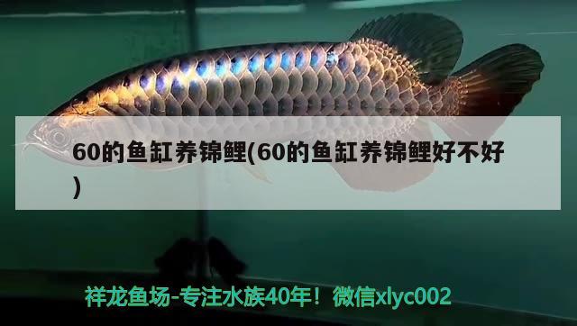 60的魚缸養(yǎng)錦鯉(60的魚缸養(yǎng)錦鯉好不好) 二氧化碳設(shè)備