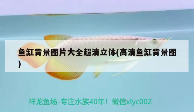 魚(yú)缸背景圖片大全超清立體(高清魚(yú)缸背景圖) 觀賞蝦蟹等飼料