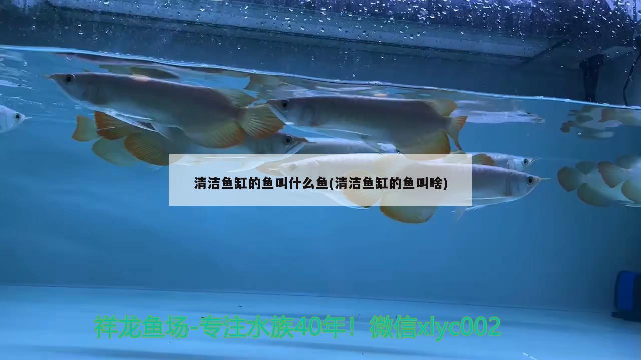 虎斑魚(yú)適合的水溫是多少度的（石斑魚(yú)水溫多少度）