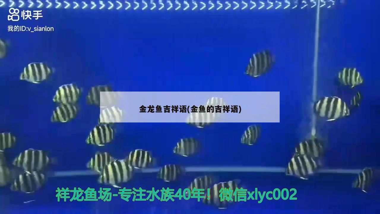 金龍魚吉祥語(金魚的吉祥語) 白化火箭