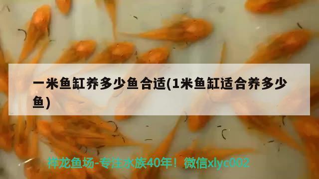 一米魚缸養(yǎng)多少魚合適(1米魚缸適合養(yǎng)多少魚)