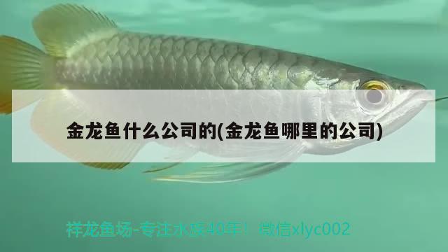 金龍魚什么公司的(金龍魚哪里的公司) 戰(zhàn)車紅龍魚