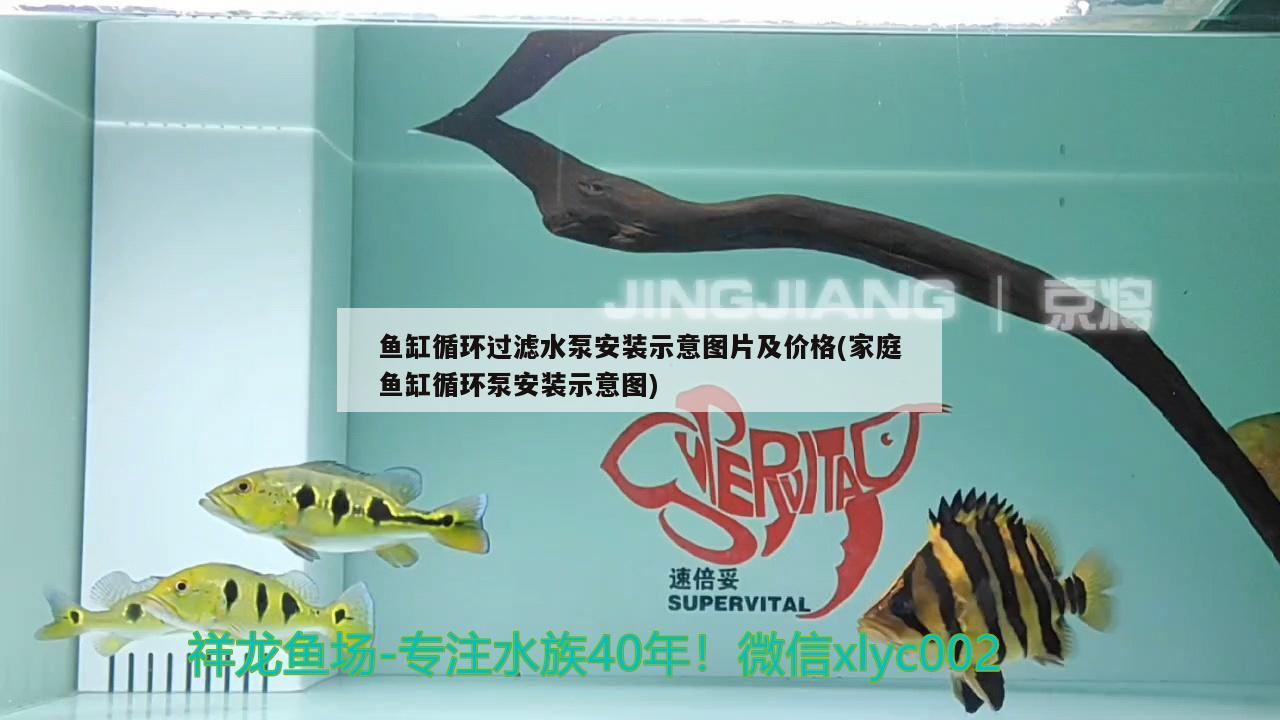 魚缸循環(huán)過濾水泵安裝示意圖片及價(jià)格(家庭魚缸循環(huán)泵安裝示意圖) 黃鰭鯧魚