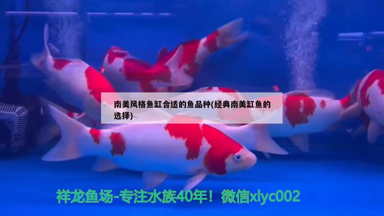 南美風(fēng)格魚缸合適的魚品種(經(jīng)典南美缸魚的選擇) 溫控設(shè)備