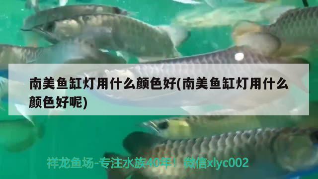 南美魚缸燈用什么顏色好(南美魚缸燈用什么顏色好呢) 紅魔王銀版魚