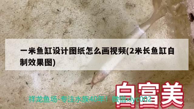 沈陽金龍魚總代理電話號碼查詢是多少（中糧掛面有幾個品牌） 稀有金龍魚 第2張