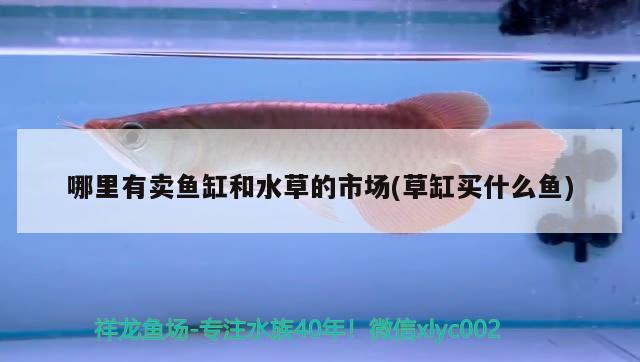 三合一魚(yú)缸過(guò)濾器放多深的水合適(魚(yú)缸有三合一過(guò)濾器還需不需要換水) 帝王血鉆