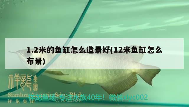 1.2米的魚缸怎么造景好(12米魚缸怎么布景)