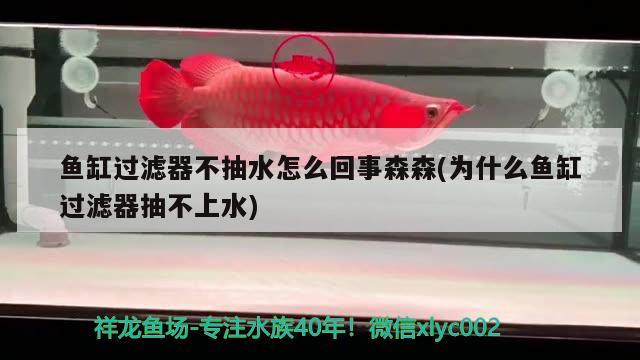 魚缸過濾器不抽水怎么回事森森(為什么魚缸過濾器抽不上水) 黃吉金龍（白子金龍魚）