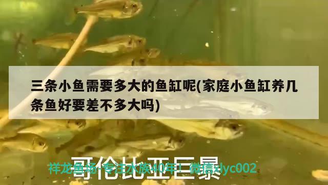 三條小魚需要多大的魚缸呢(家庭小魚缸養(yǎng)幾條魚好要差不多大嗎)