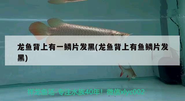 九間菠蘿魚(yú)會(huì)變色嗎，小型熱帶魚(yú)誰(shuí)生的最多 觀賞魚(yú) 第3張