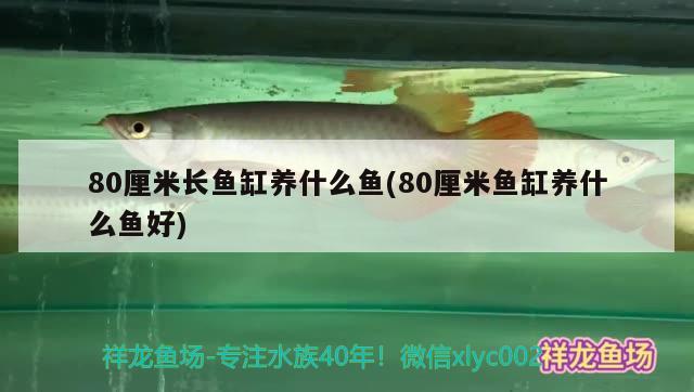 80厘米長魚缸養(yǎng)什么魚(80厘米魚缸養(yǎng)什么魚好)