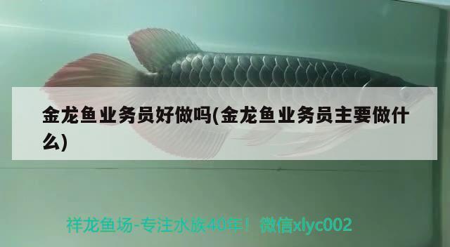 金龍魚(yú)業(yè)務(wù)員好做嗎(金龍魚(yú)業(yè)務(wù)員主要做什么)