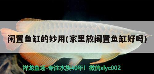 閑置魚缸的妙用(家里放閑置魚缸好嗎) 祥龍藍珀金龍魚