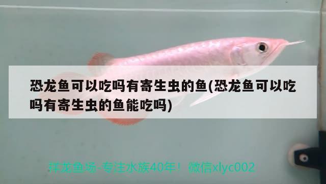 恐龍魚可以吃嗎有寄生蟲的魚(恐龍魚可以吃嗎有寄生蟲的魚能吃嗎) 羅漢魚批發(fā)