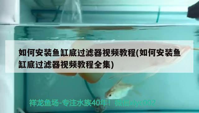 小魚缸加氧氣有用嗎知乎文章：小魚缸增加氧氣