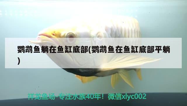 鸚鵡魚躺在魚缸底部(鸚鵡魚在魚缸底部平躺) 鸚鵡魚