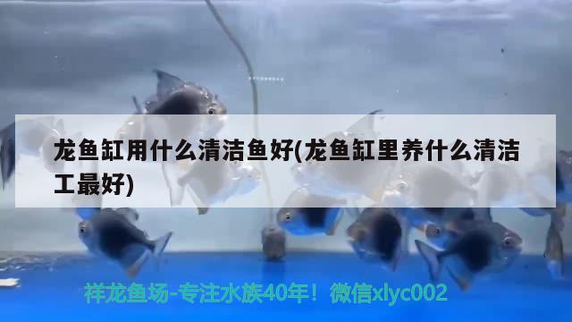 龍魚缸用什么清潔魚好(龍魚缸里養(yǎng)什么清潔工最好) ?；?異型虎魚/純色虎魚