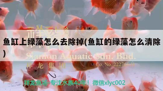 魚缸上綠藻怎么去除掉(魚缸的綠藻怎么清除) 野彩魚