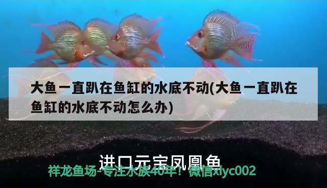 大魚一直趴在魚缸的水底不動(大魚一直趴在魚缸的水底不動怎么辦)