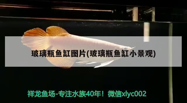 聊城魚(yú)缸定制電話(huà)多少?。ㄓ袥](méi)有哪兩個(gè)漢字相似到難以區(qū)分） 飛鳳魚(yú) 第1張