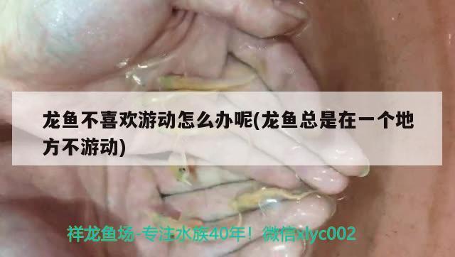 龍魚不喜歡游動怎么辦呢(龍魚總是在一個地方不游動) 星點金龍魚